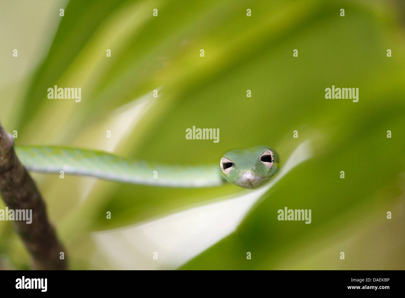 long-nosed tree snake, long-nosed whipsnake, Oriental whipsnake (Ahaetulla prasina), the snake crowls through a tree, Thailand, Khao Lak National Park Stock Photo