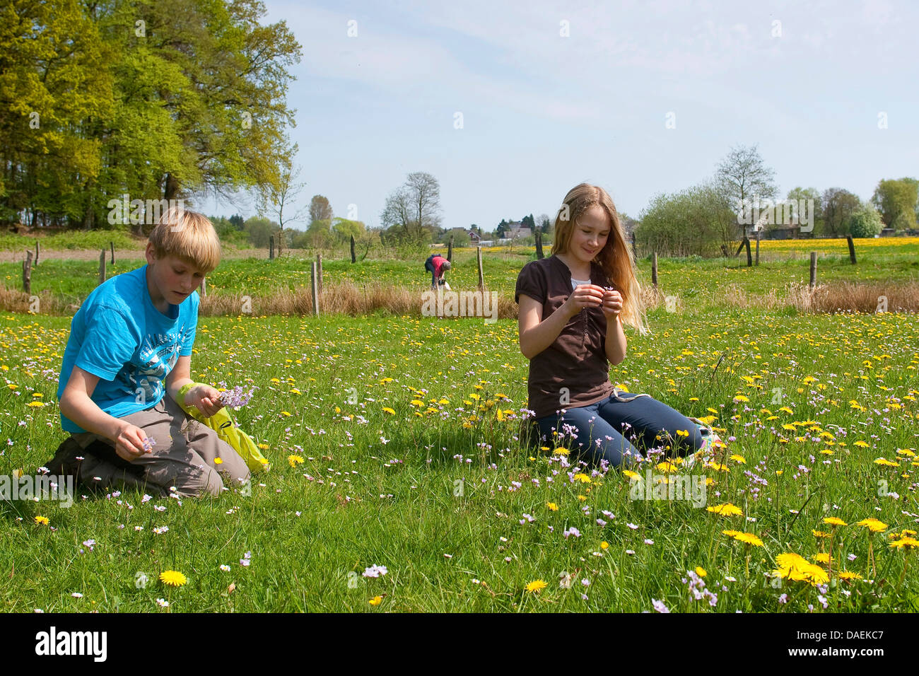 common dandelion (Taraxacum officinale), children in a meadow collecting wild herbs for a soup, Germany Stock Photo