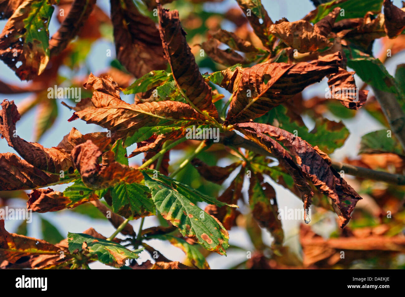 horse chestnut leafminer (Cameraria ohridella), damage at horse chestnut, Germany Stock Photo