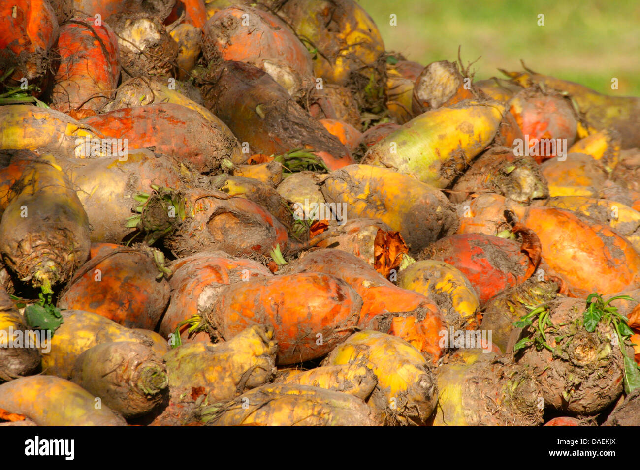 Beeds stock photo. Image of root, cook, group, heap, bulbous - 44477972