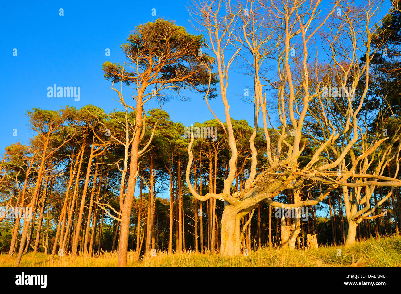 common beech (Fagus sylvatica), weirdly grown beeches at the edge of a pine forest, Germany, Mecklenburg Vorpommern, Western Pomerania Lagoon Area National Park Stock Photo