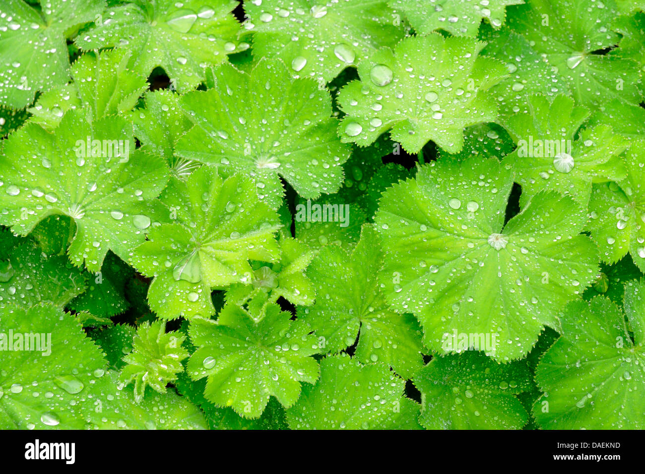 common lady's-mantle (Alchemilla vulgaris), leaves with raindrops, Germany Stock Photo