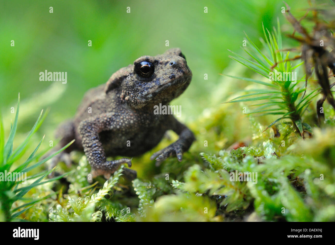 European common toad (Bufo bufo), juvenile sitting on moss, Germany Stock Photo