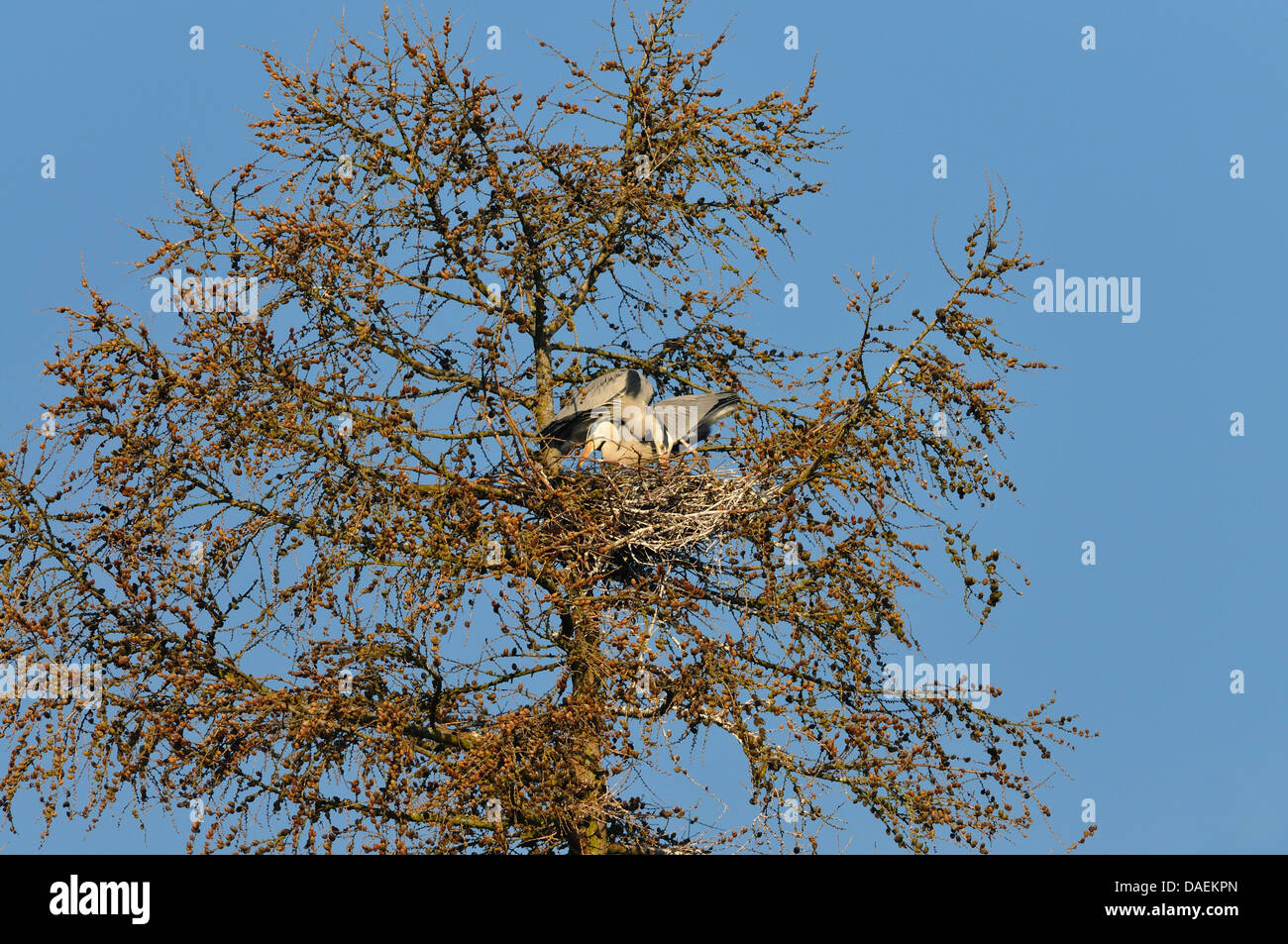 grey heron (Ardea cinerea), pair building a nest on a tree top, Germany Stock Photo