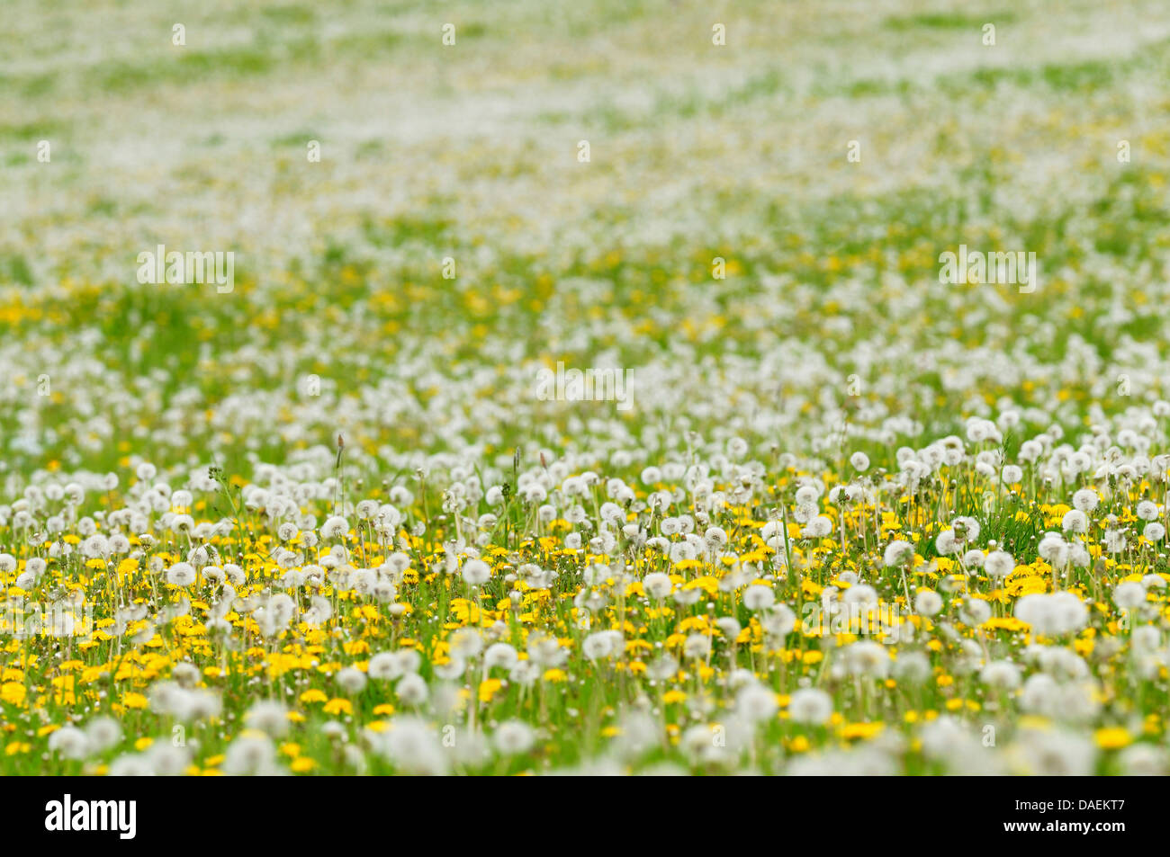 common dandelion (Taraxacum officinale), meadow full of blooming dandelion and seed heads, Germany Stock Photo