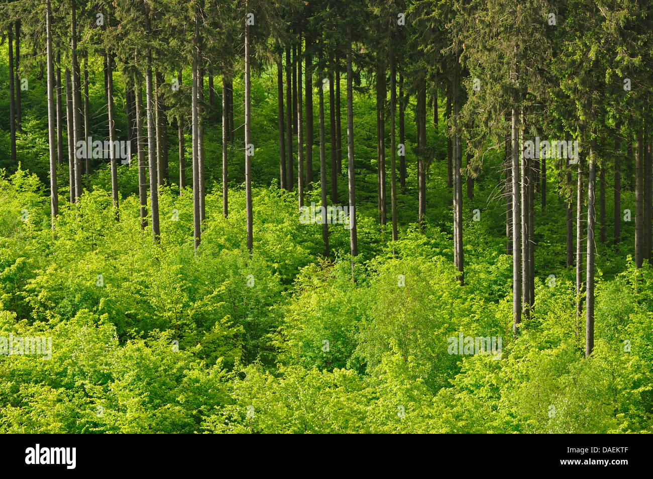 Norway spruce (Picea abies), conifer forest with young decidous trees, Germany Stock Photo