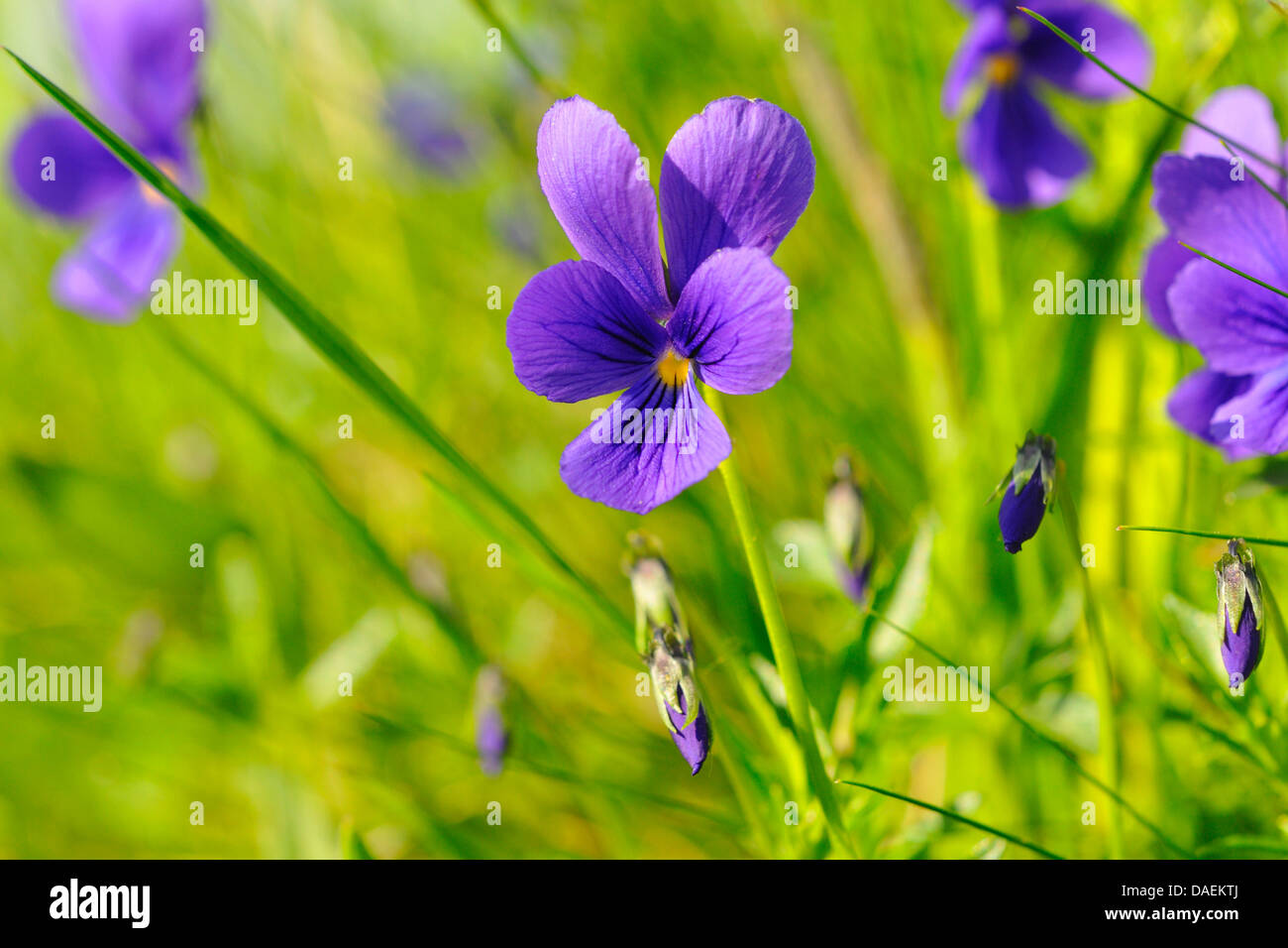 blue zinc violet (Viola guestphalica), blooming, westphalian endemit, Germany, North Rhine-Westphalia Stock Photo