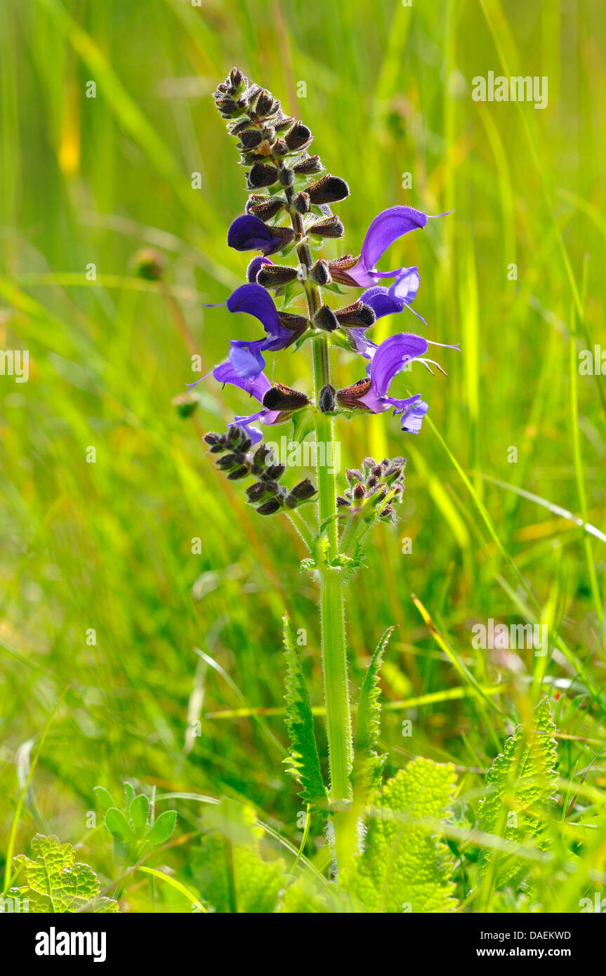 meadow clary, meadow sage (Salvia pratensis), inflorescence, Germany