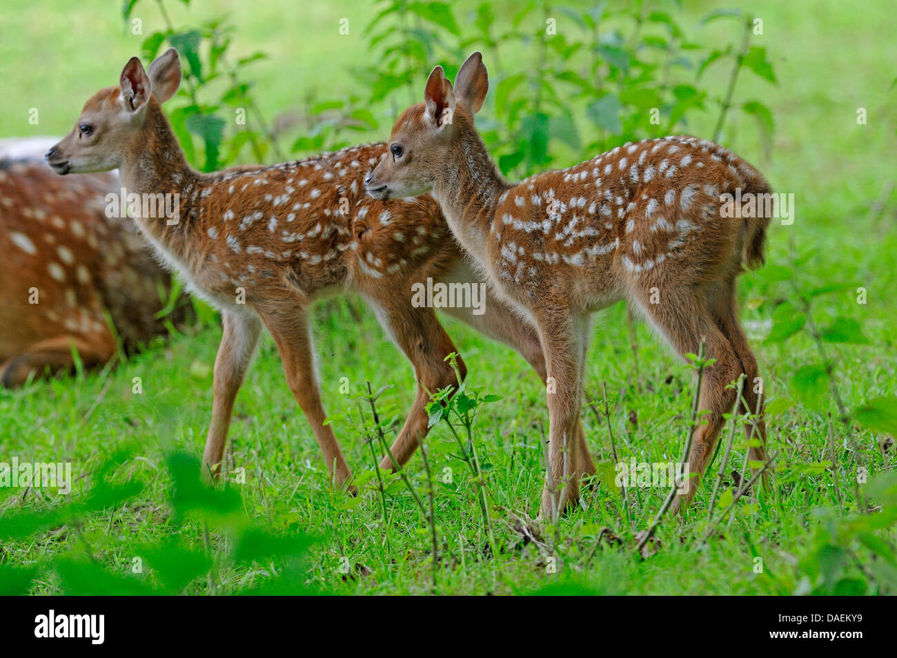 Dybowski Sika (Cervus nippon dybowskii, Cervus nippon hortulorum), two fawns in a meadow, Germany Stock Photo