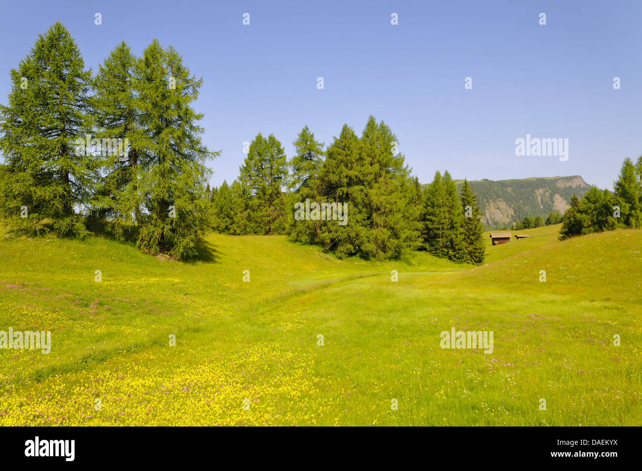 flowering alpine meadow at the Seiseralm, Italy Stock Photo