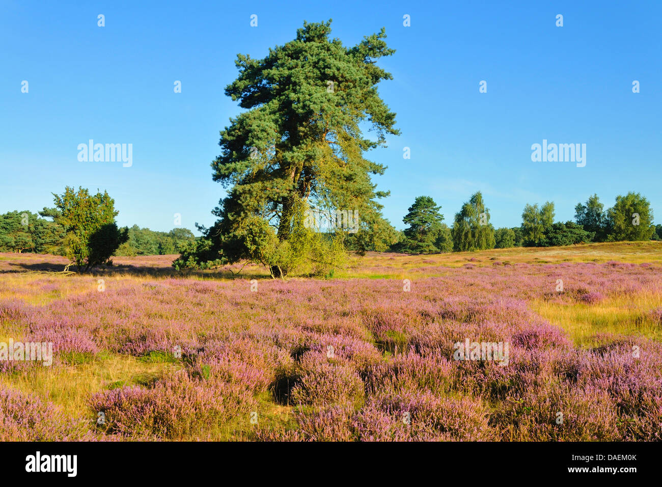 blooming heath with pine , Germany Stock Photo