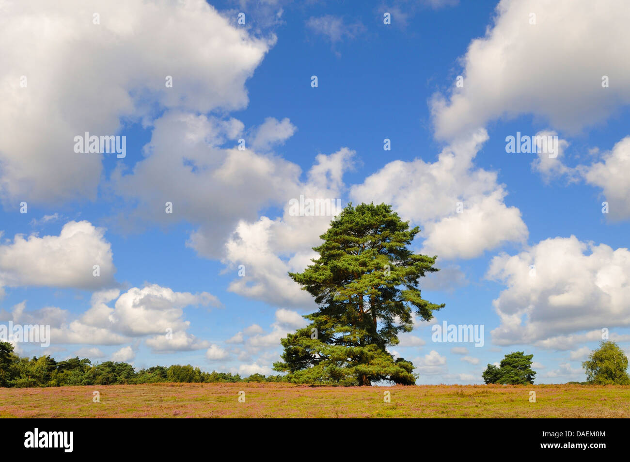 blooming heath with pine , Germany Stock Photo