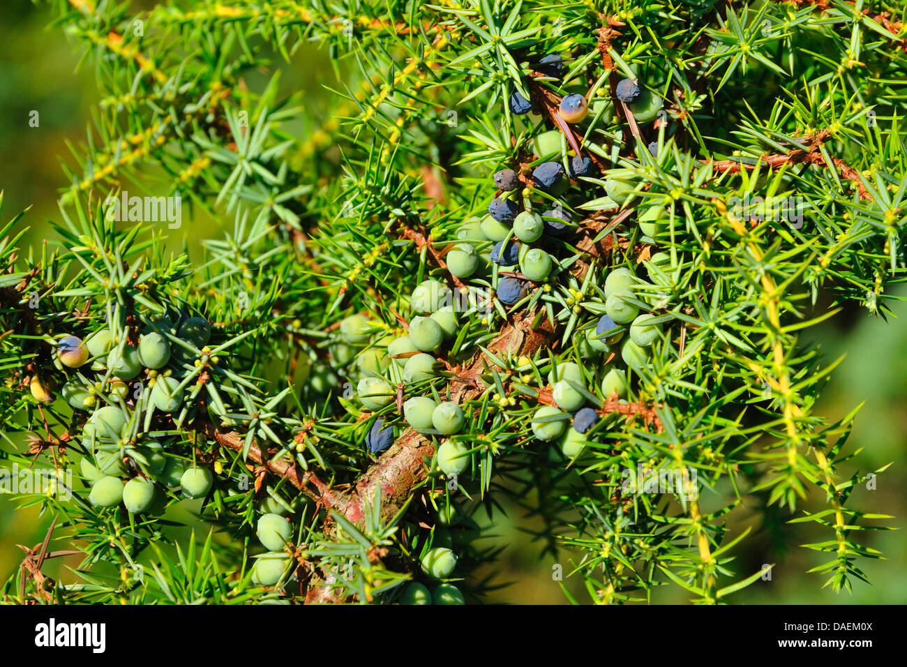 common juniper, ground juniper (Juniperus communis), berries on a branch, Germany Stock Photo