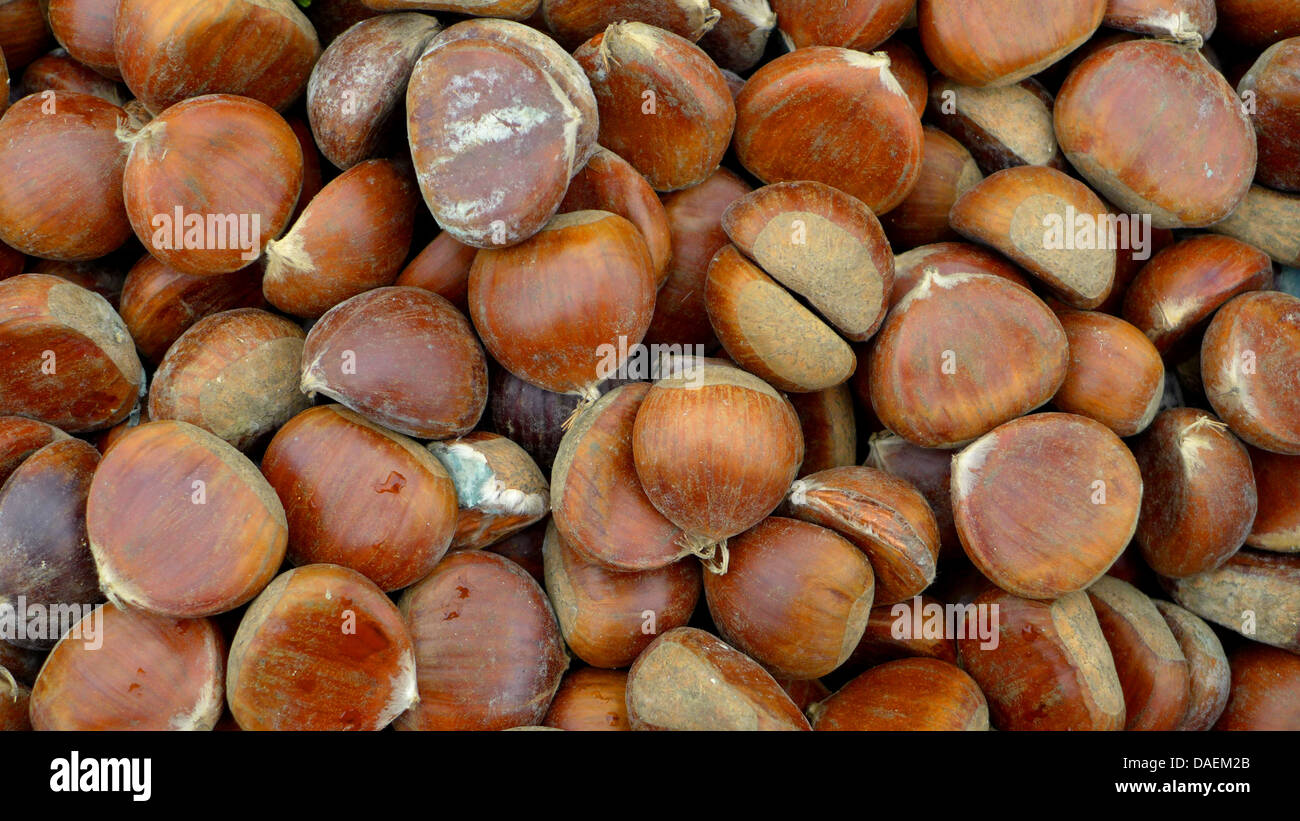 Spanish chestnut, sweet chestnut (Castanea sativa), heap of harvested