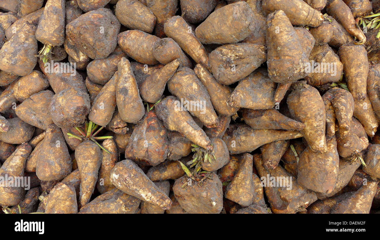 sugar beet (Beta vulgaris var. altissima), heap of freshly harvested beets Stock Photo