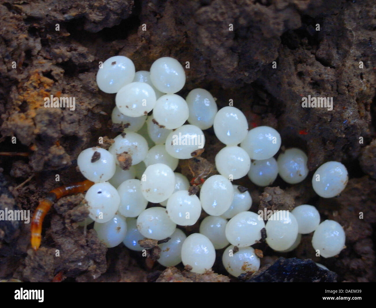 snail eggs in the forest ground, Germany Stock Photo Alamy
