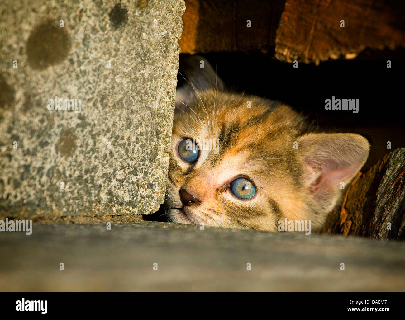 domestic cat, house cat (Felis silvestris f. catus), kitten looking out of the hiding place, Germany Stock Photo