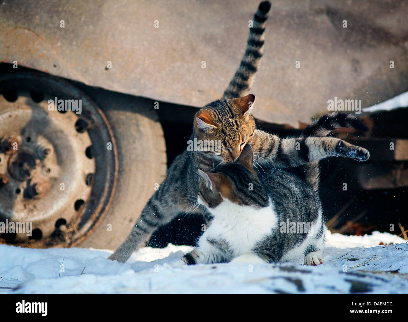 Romping cat hi-res stock photography and images - Alamy
