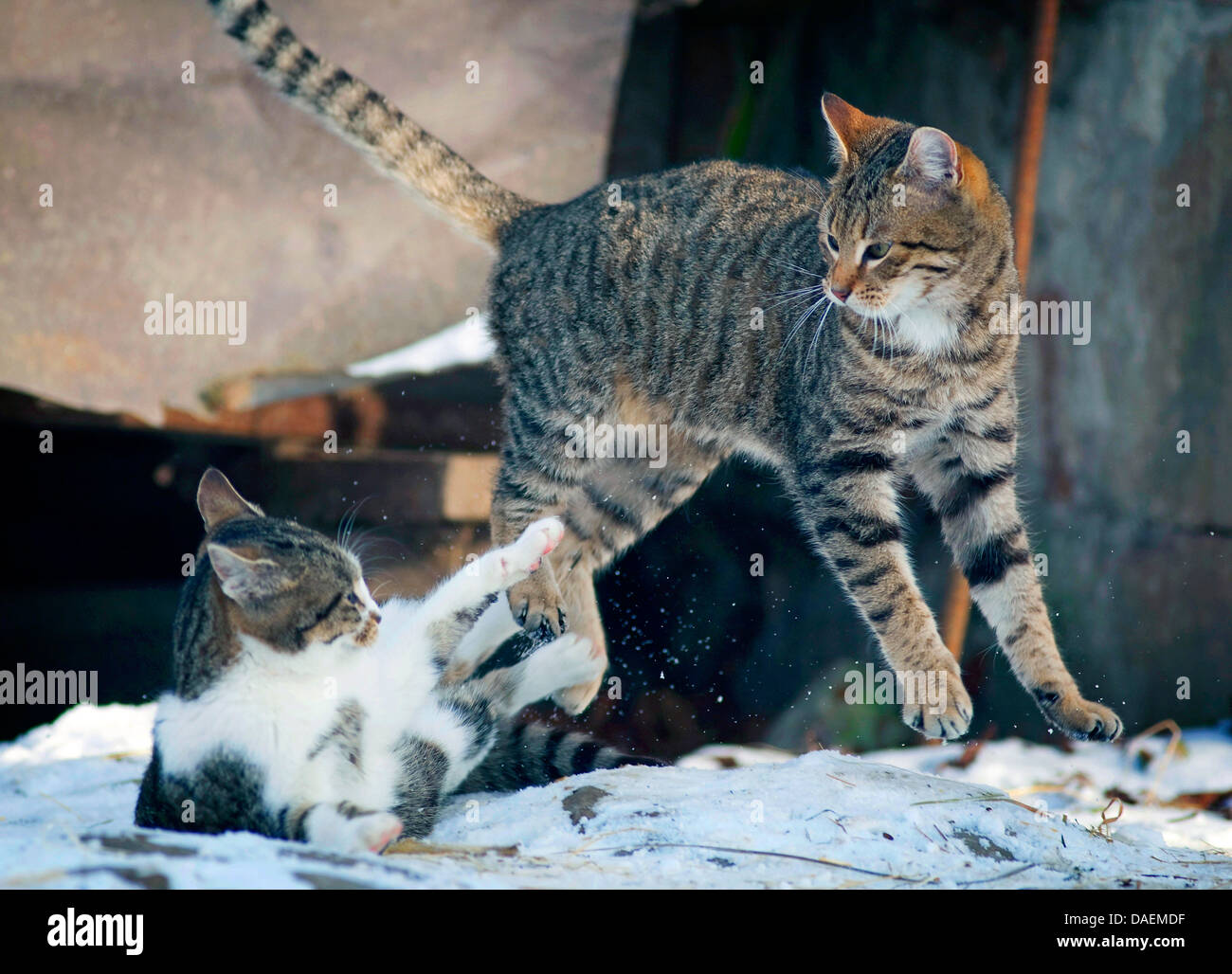 Romping cat hi-res stock photography and images - Alamy