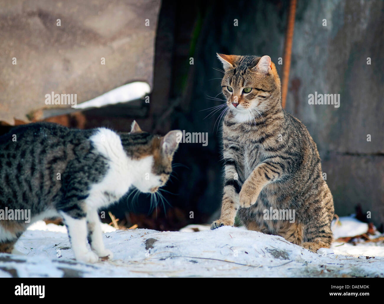 Two cats meet each other in the snow hires stock photography and