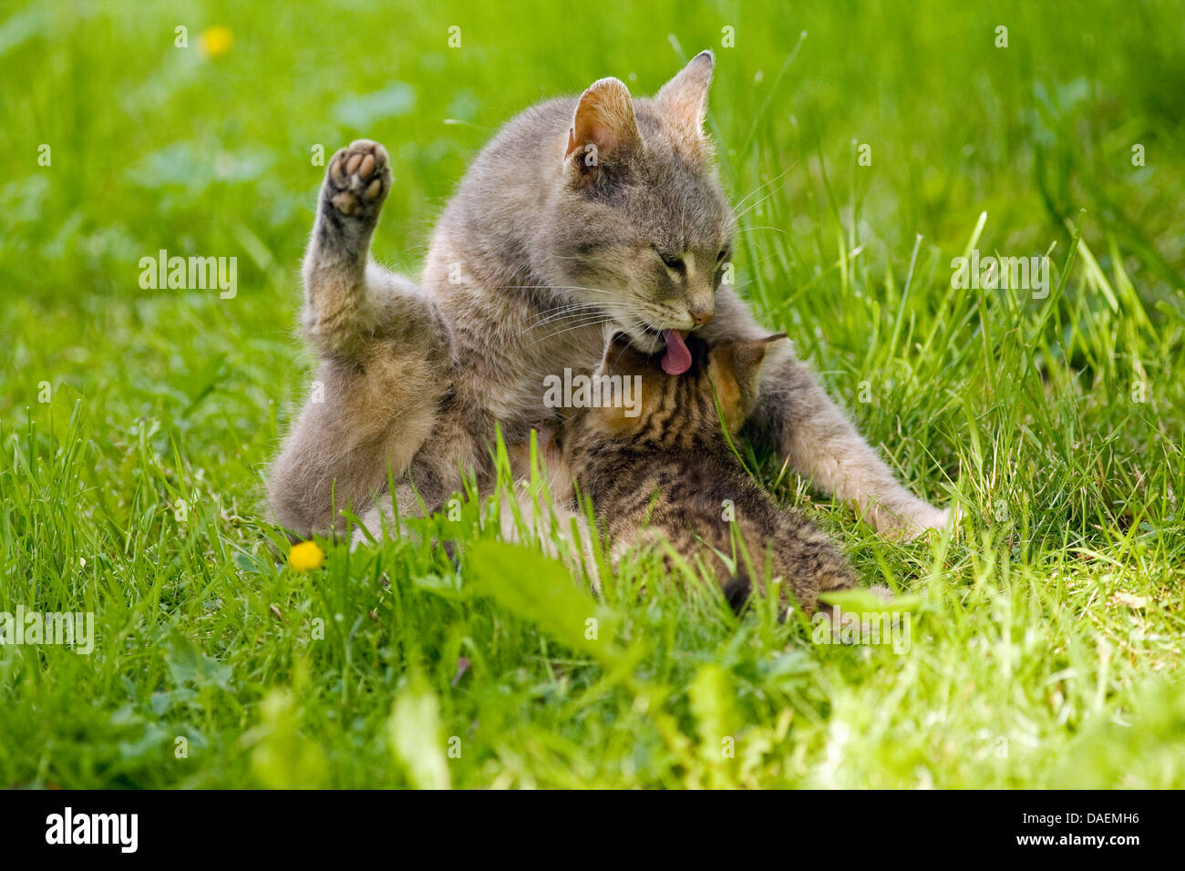 domestic cat, house cat (Felis silvestris f. catus), cat suckling her kitty and grooming it, Germany Stock Photo