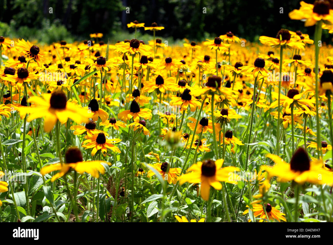 Lovely field of Yellow Coneflowers Stock Photo