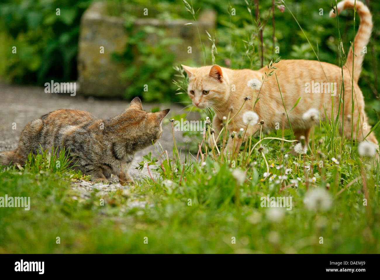 domestic cat, house cat (Felis silvestris f. catus), welcoming each other in the garden, Germany Stock Photo