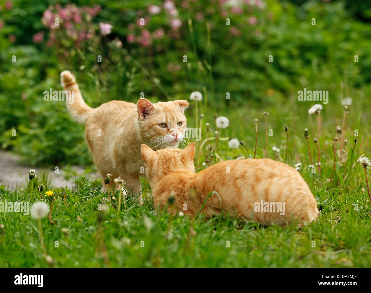 domestic cat, house cat (Felis silvestris f. catus), two red cats welcoming each other in the garden, Germany Stock Photo
