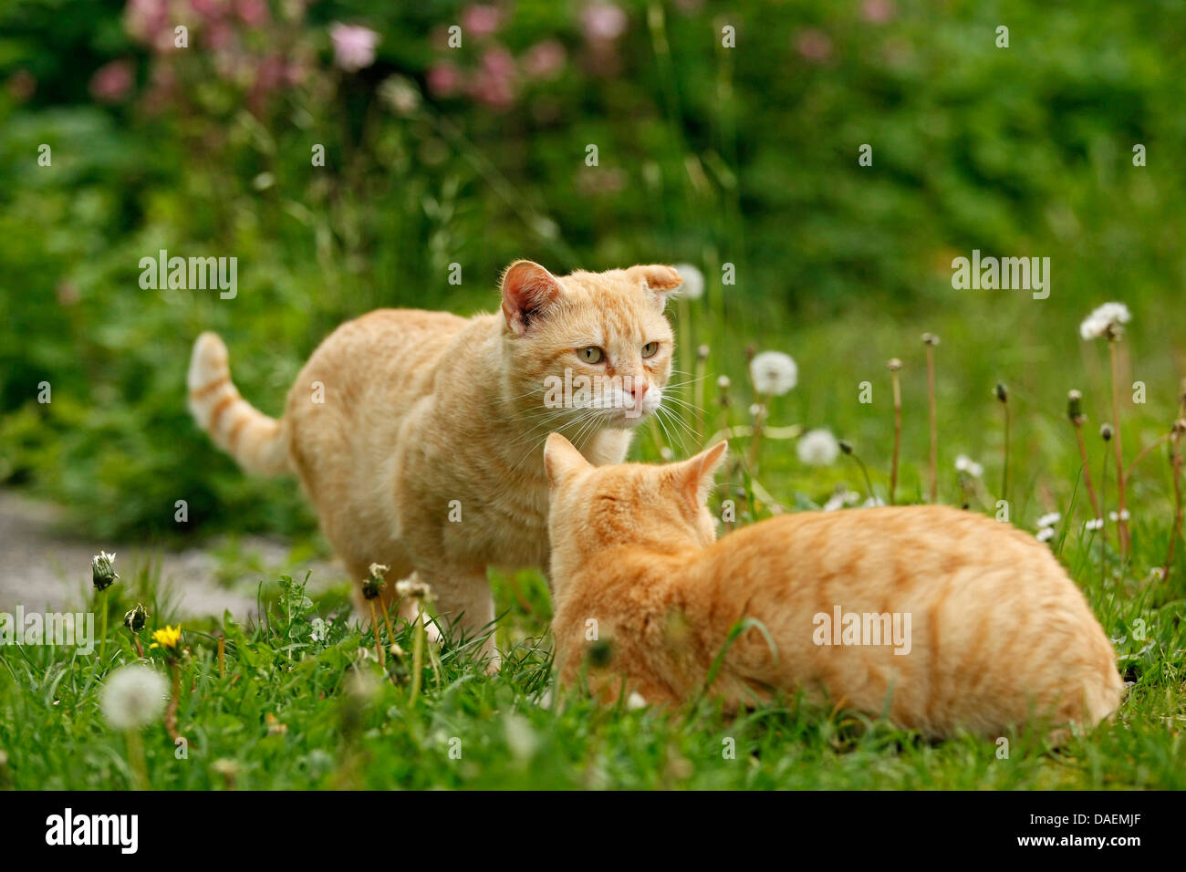 domestic cat, house cat (Felis silvestris f. catus), two red cats welcoming each other in the garden, Germany Stock Photo