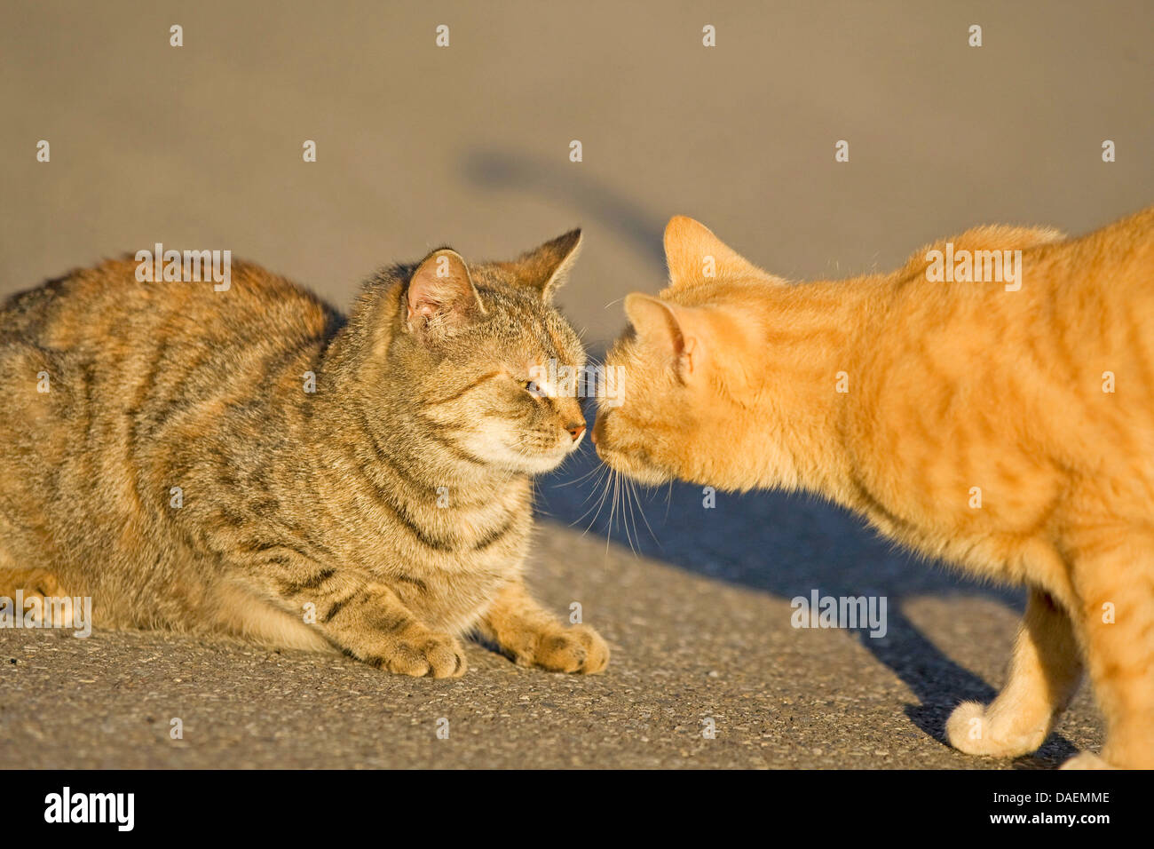 domestic cat, house cat (Felis silvestris f. catus), examining one another, Germany Stock Photo