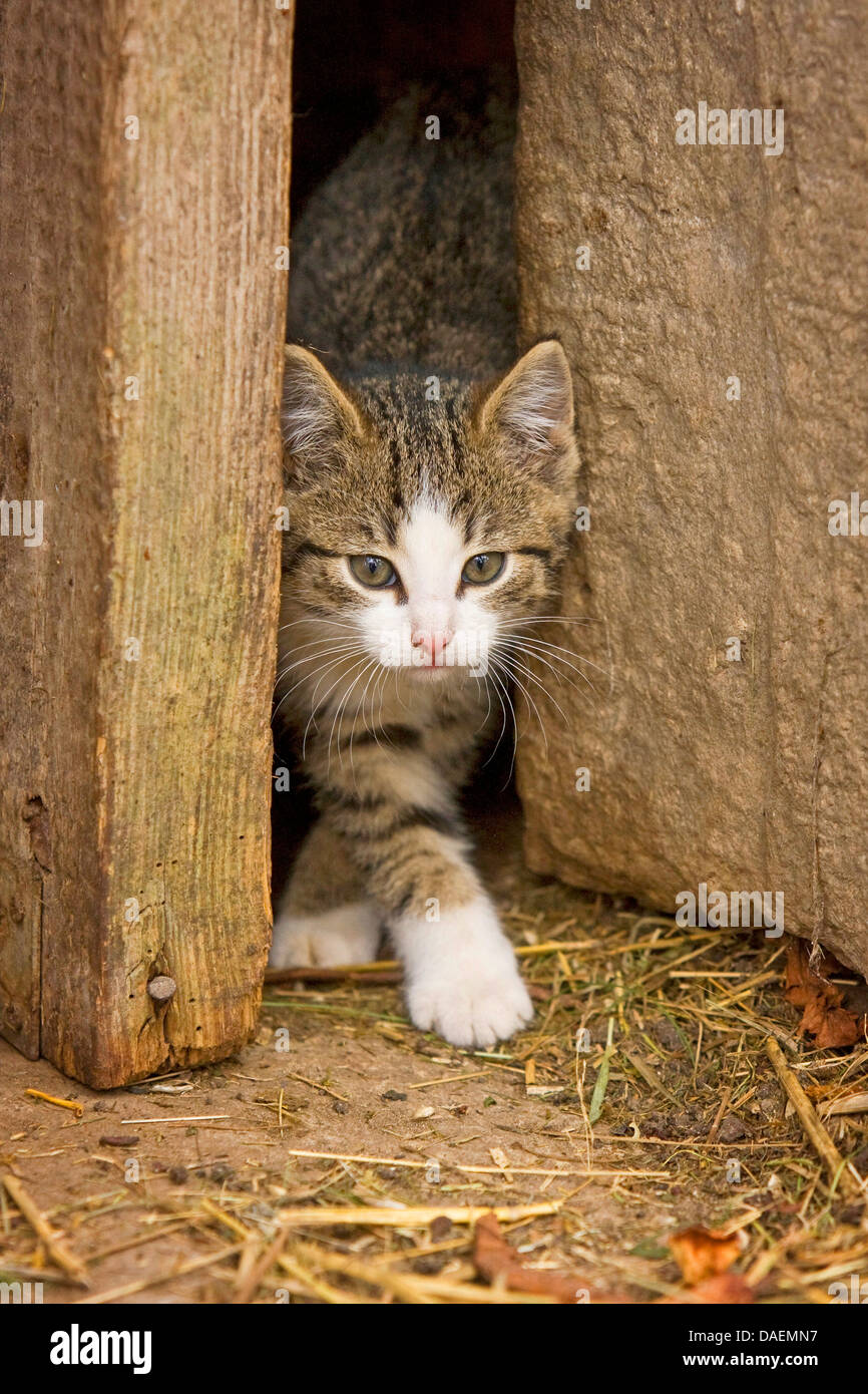 domestic cat, house cat (Felis silvestris f. catus), leaving a cottage, Germany Stock Photo