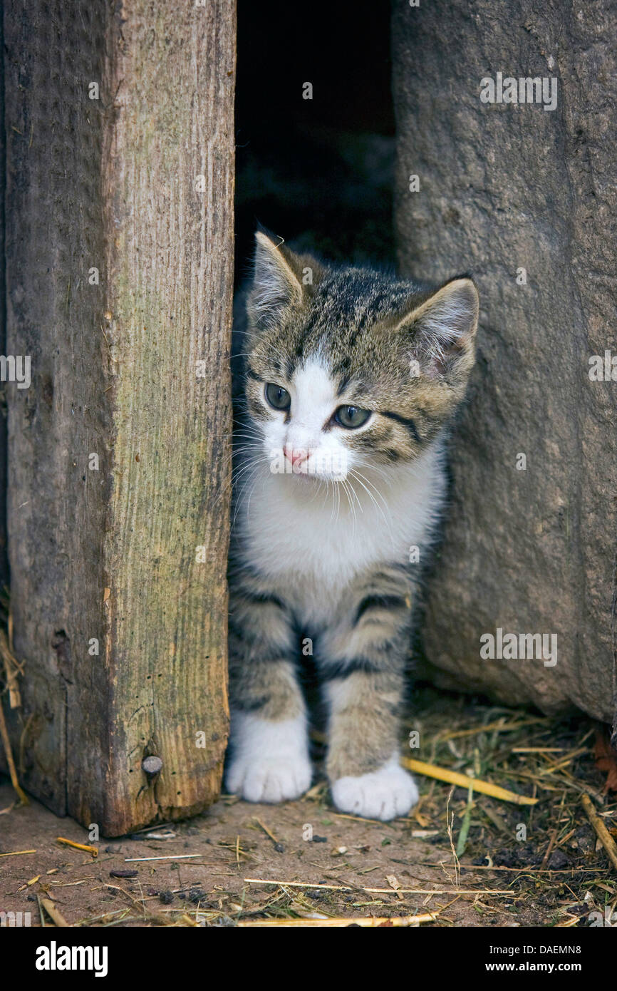 domestic cat, house cat (Felis silvestris f. catus), peering from a cottage, Germany Stock Photo