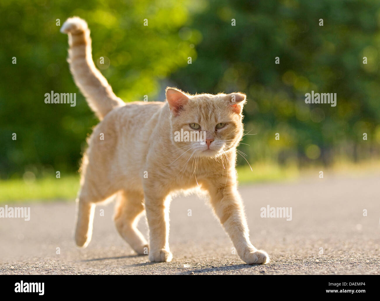 domestic cat, house cat (Felis silvestris f. catus), red striped tomcat walking on a path, Germany Stock Photo