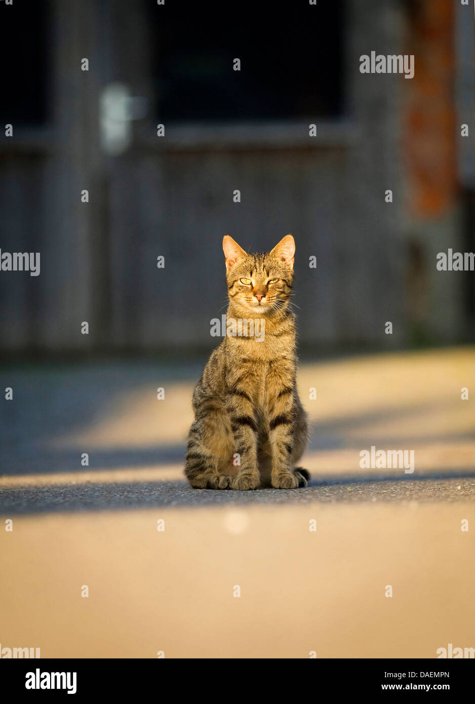 domestic cat, house cat (Felis silvestris f. catus), sitting in the sun in front of a shanty, Germany Stock Photo
