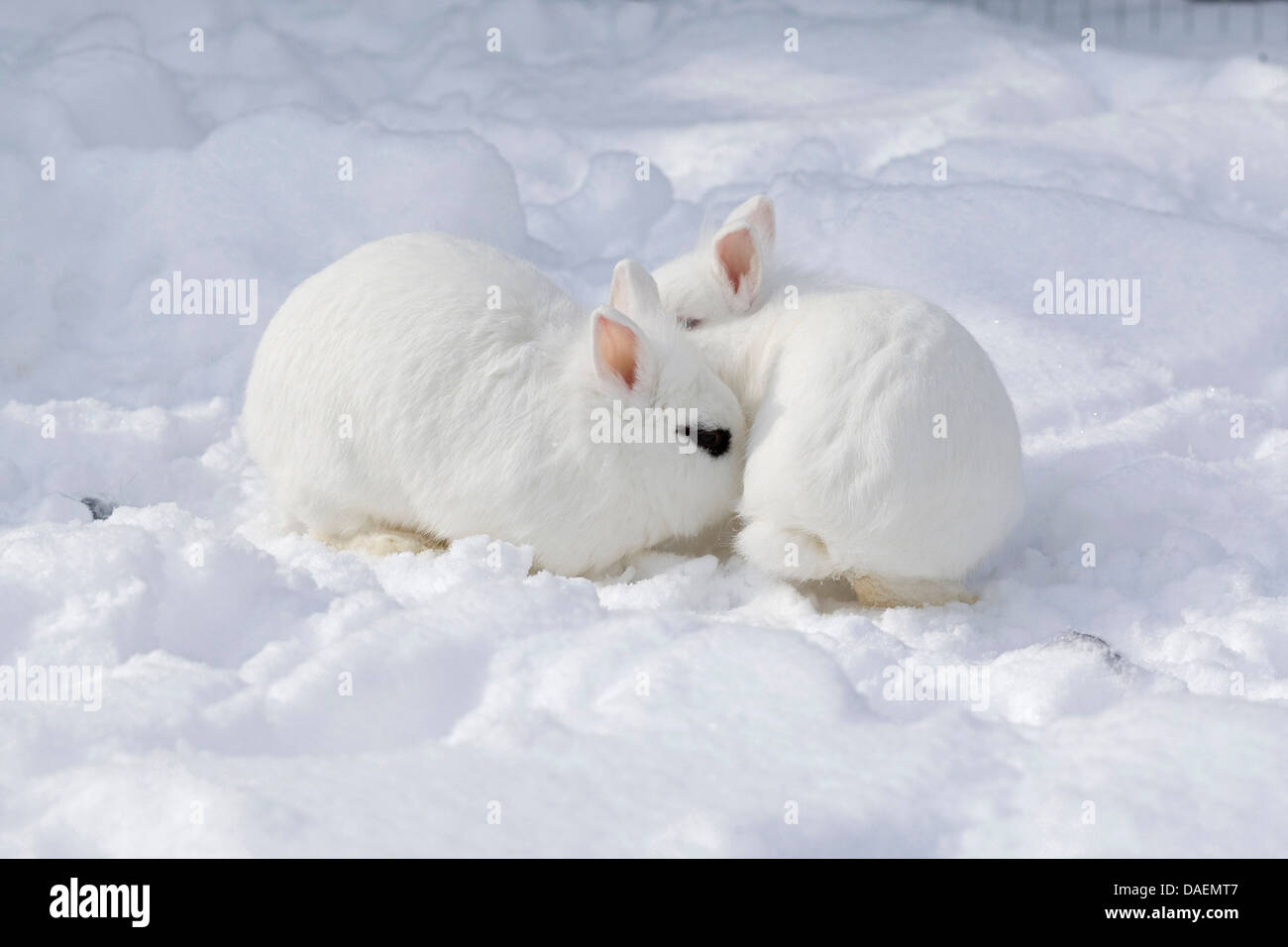 Two rabbits snow hi-res stock photography and images - Alamy