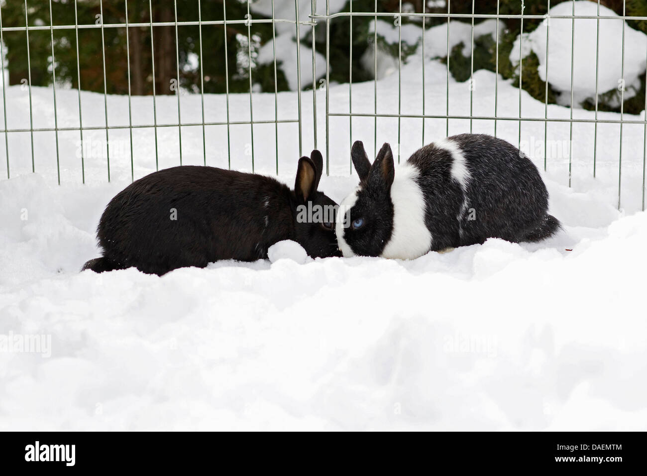 dwarf rabbit (Oryctolagus cuniculus f. domestica), two rabbits nosing at each other in the snow