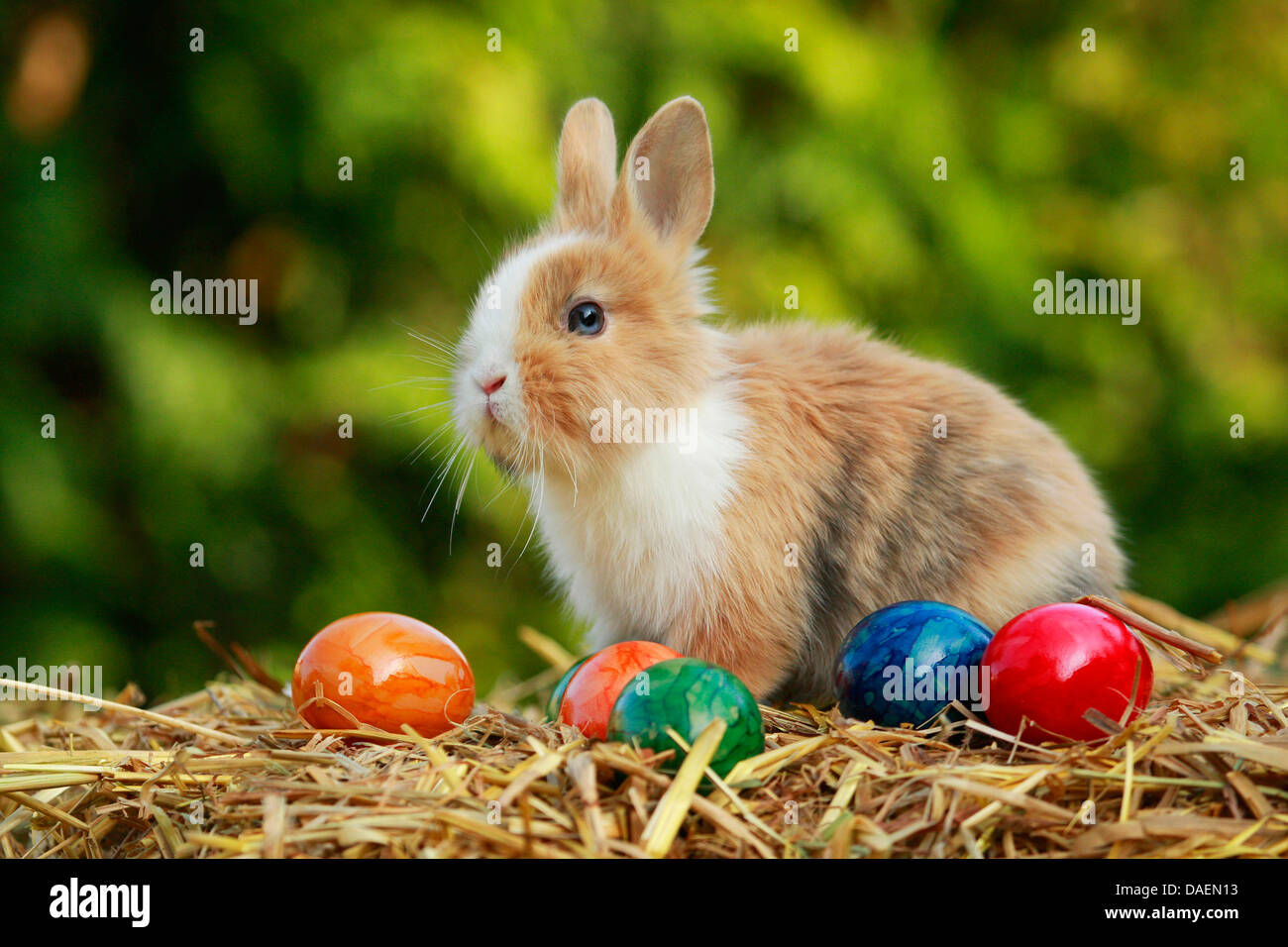 Brindle rabbit hi-res stock photography and images - Alamy