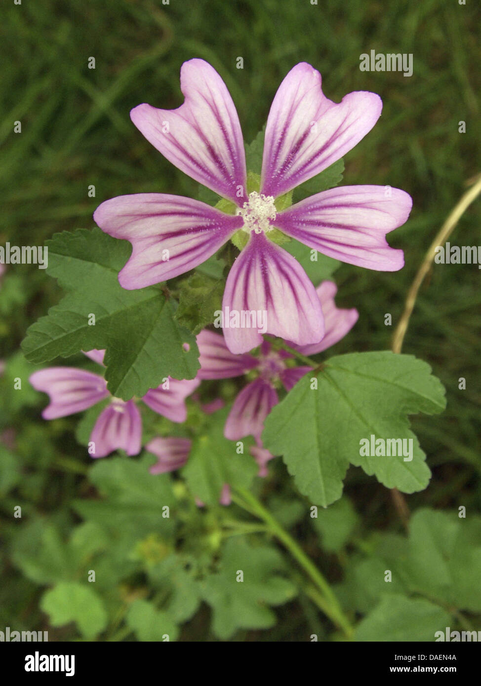 common mallow, blue mallow, high mallow, high cheeseweed (Malva sylvestris), flower and leaf, Germany, North Rhine-Westphalia Stock Photo