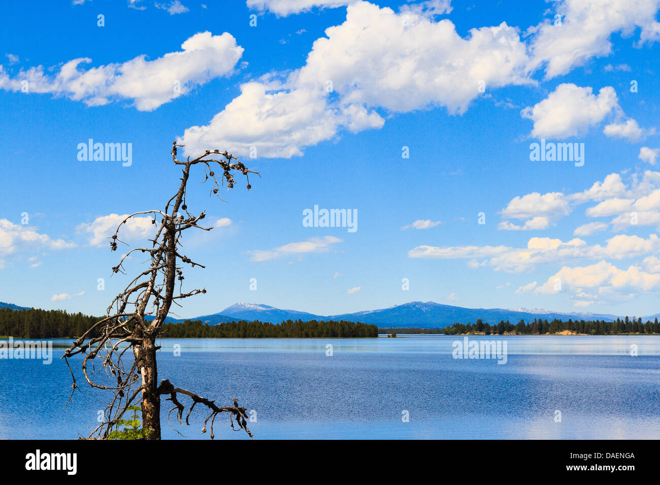 Dead tree against backdrop of north shore of Lake Cascade on partly cloudy day near Donnelly, Idaho Stock Photo