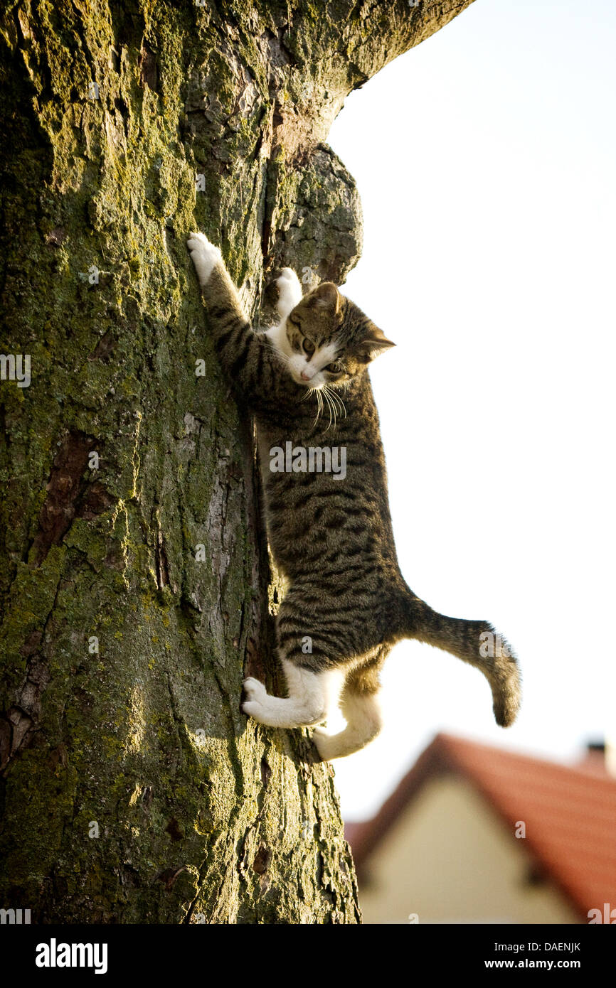 domestic cat, house cat (Felis silvestris f. catus), climbing up a tree