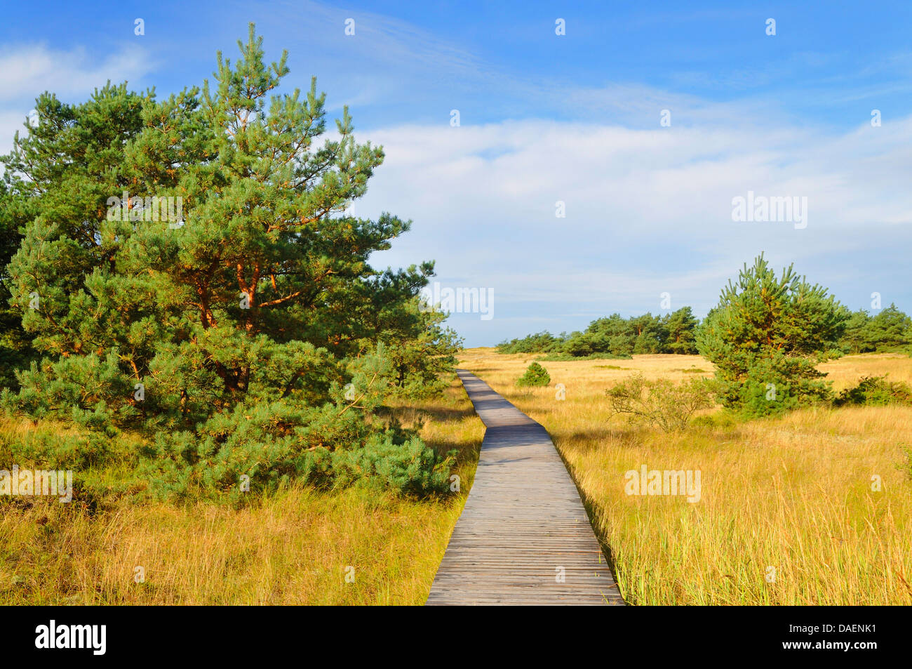 planked footpath through a grassgrown dunelandscape with pines, Germany, Mecklenburg-Western Pomerania, Western Pomerania Lagoon Area National Park Stock Photo