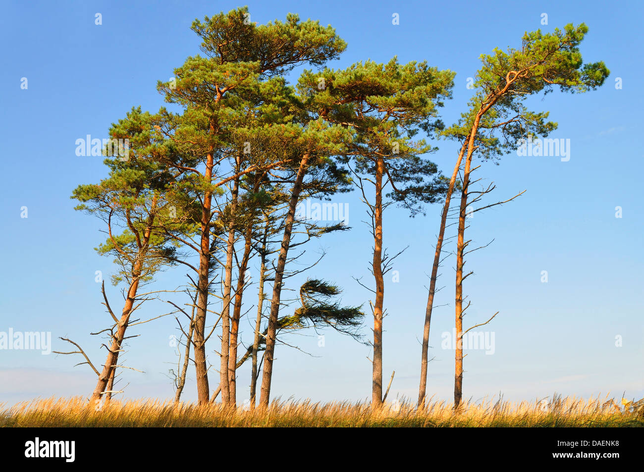 Scotch pine, Scots pine (Pinus sylvestris), group against blue sky, Germany, Mecklenburg-Western Pomerania, Western Pomerania Lagoon Area National Park Stock Photo