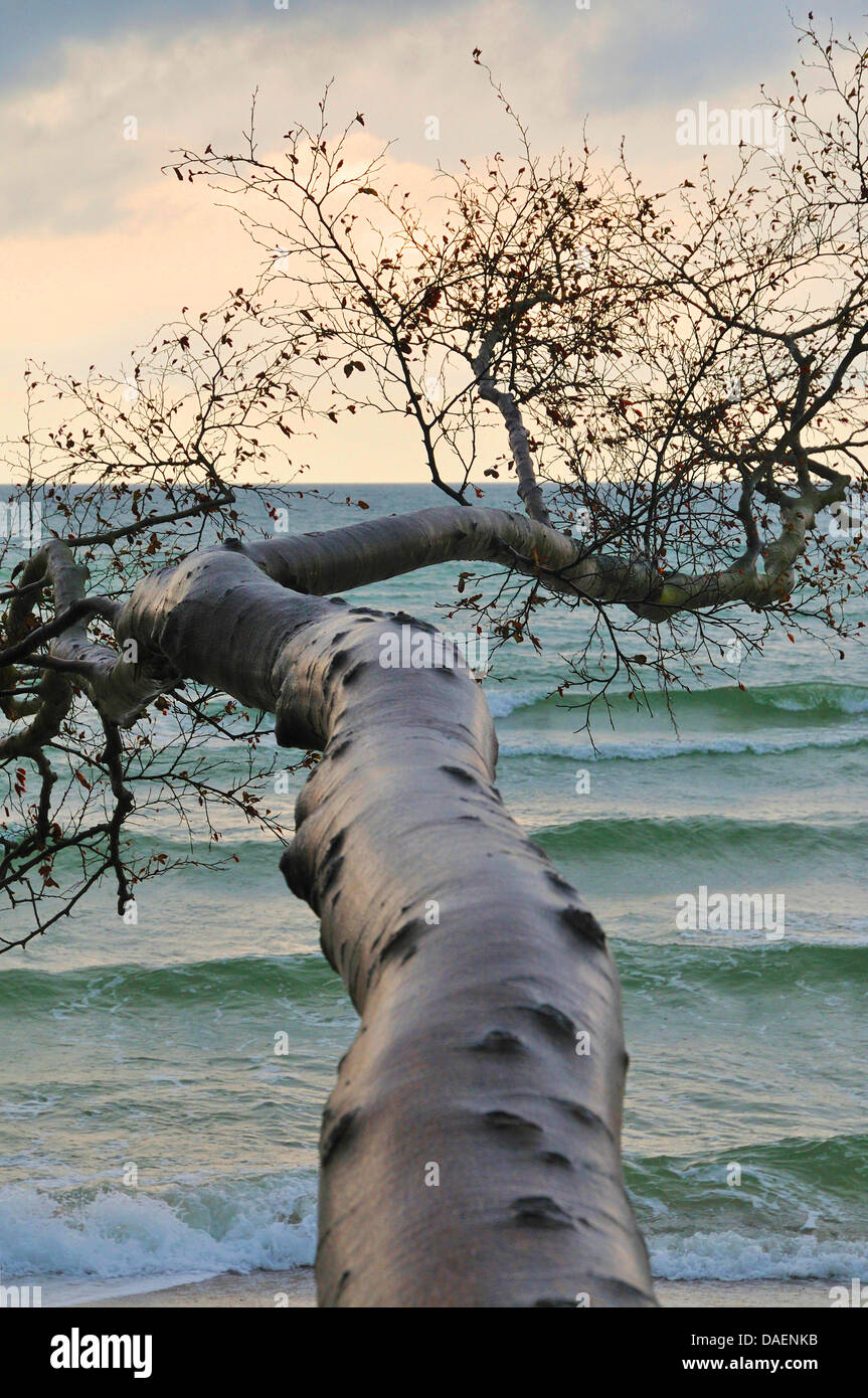 common beech (Fagus sylvatica), fallen tree jutting over the Baltic Sea beach from a steep coast, Germany, Mecklenburg-Western Pomerania, Western Pomerania Lagoon Area National Park Stock Photo