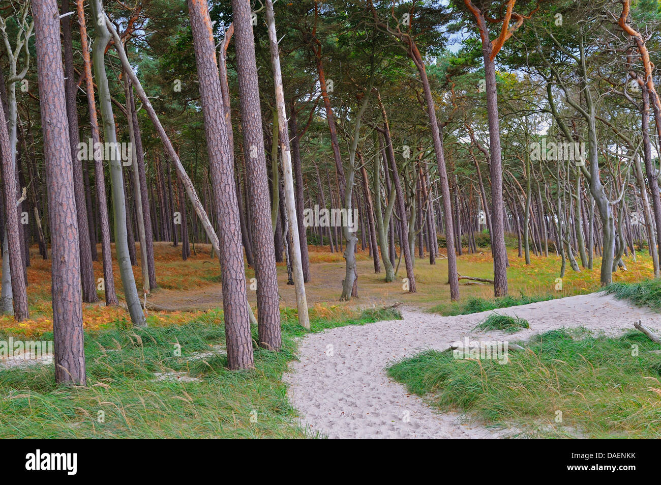 Scotch pine, Scots pine (Pinus sylvestris), sand path through a forest at the Baltic Sea coast, Germany, Mecklenburg-Western Pomerania, Western Pomerania Lagoon Area National Park Stock Photo