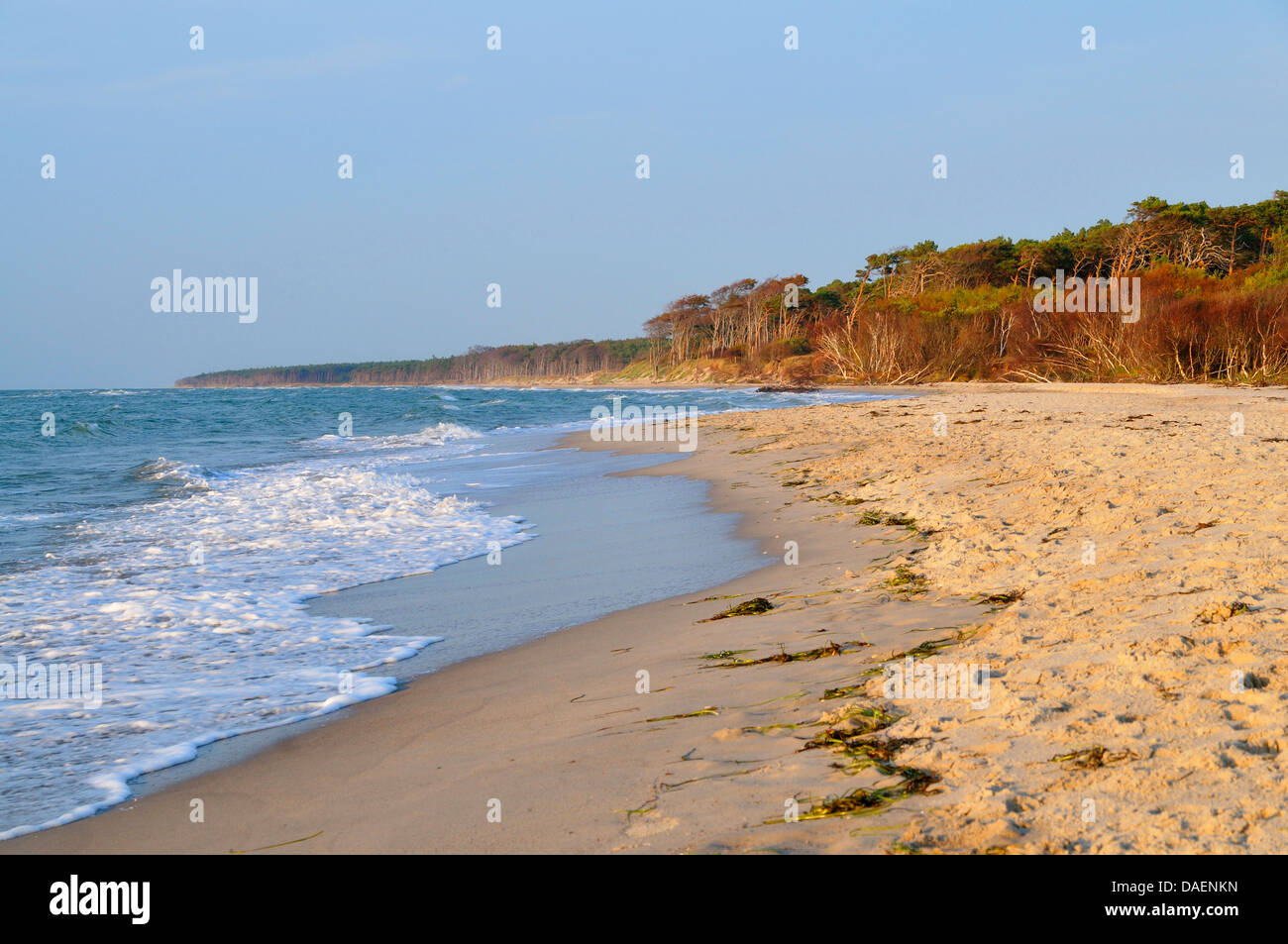 panoramic view in the Vorpommersche Boddenlandschaft National Park along the sand beach of the Baltic Sea, Germany, Mecklenburg-Western Pomerania, Nationalpark Vorpommersche Boddenlandschaft Stock Photo