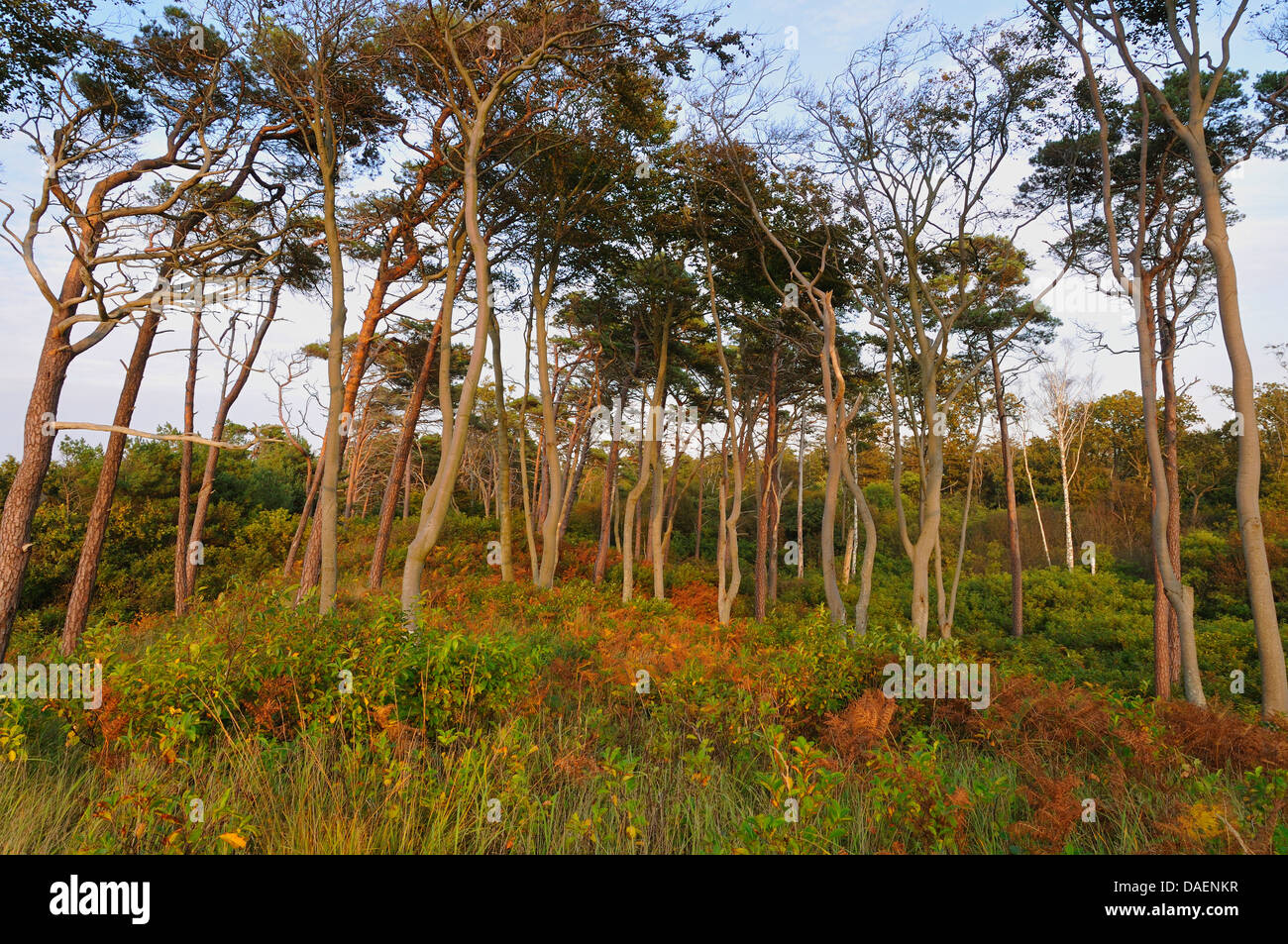 Scotch pine, Scots pine (Pinus sylvestris), evening mood in a pine wood in autumn, Germany, Mecklenburg-Western Pomerania, Western Pomerania Lagoon Area National Park Stock Photo