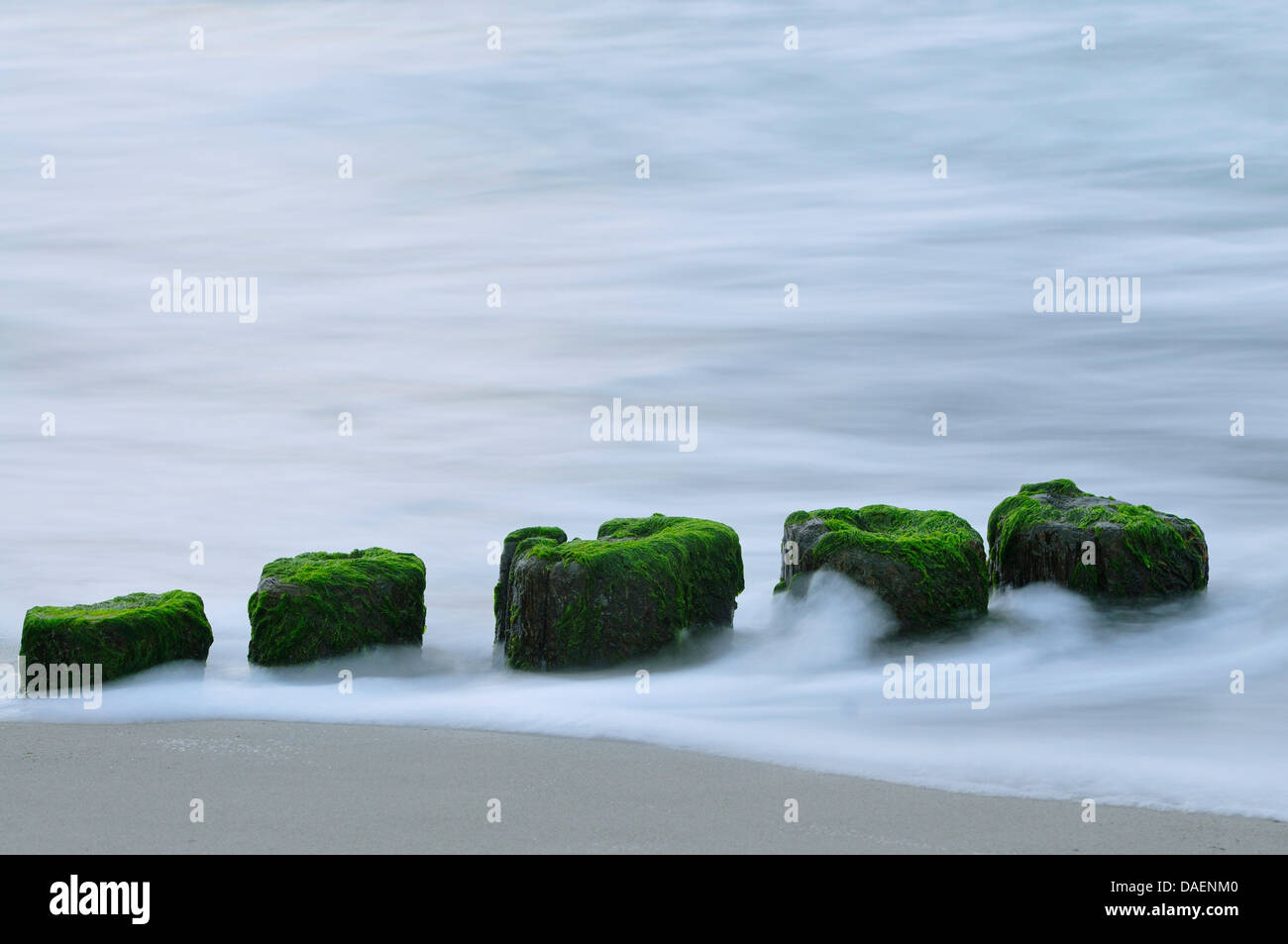 the waters of the Baltic Sea flowing around groyne poles overgrown with algae, Germany, Mecklenburg-Western Pomerania Stock Photo
