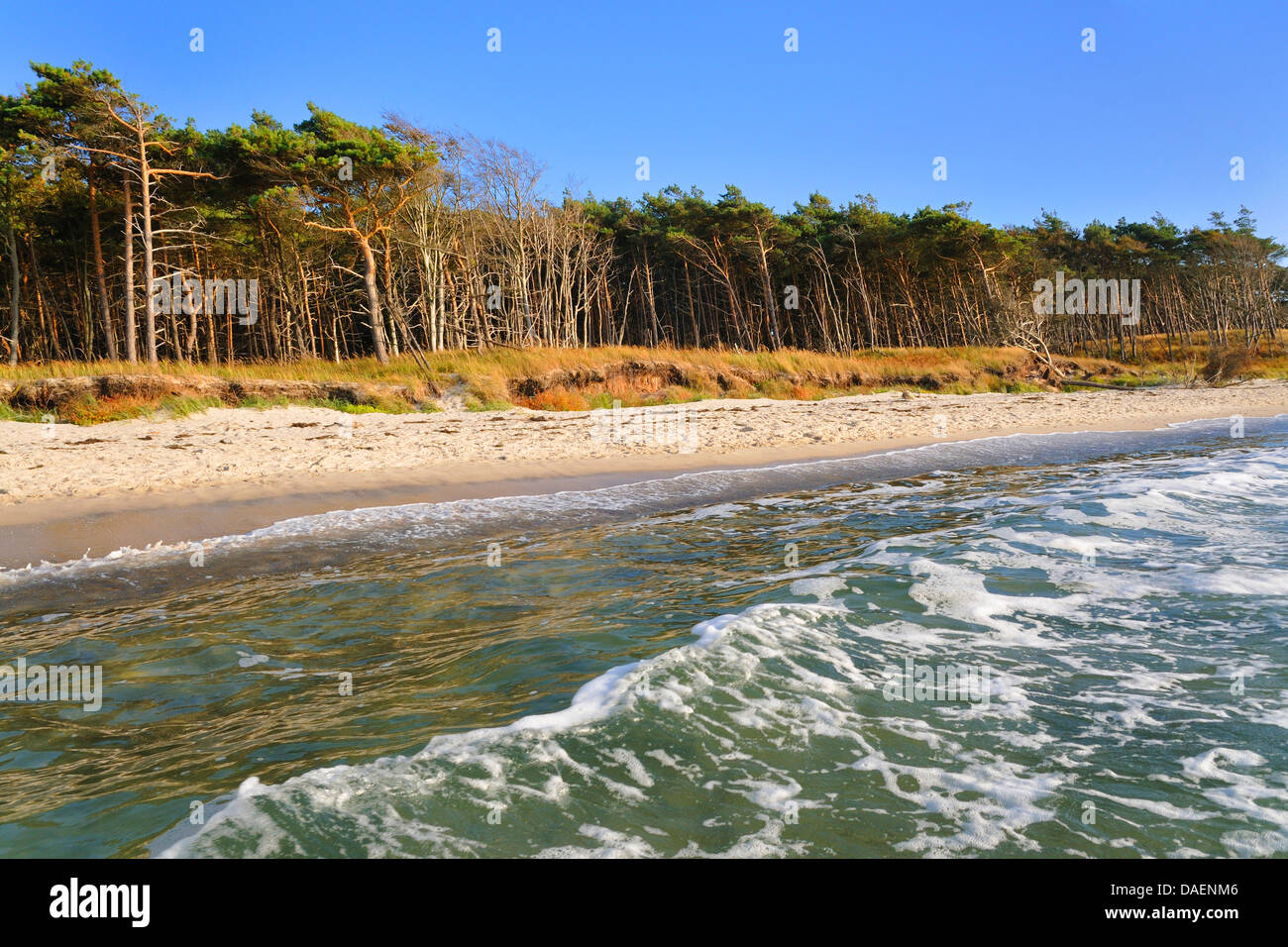 Scotch pine, Scots pine (Pinus sylvestris), pine wood at the Baltic sea, Germany, Mecklenburg Vorpommern, Western Pomerania Lagoon Area National Park Stock Photo