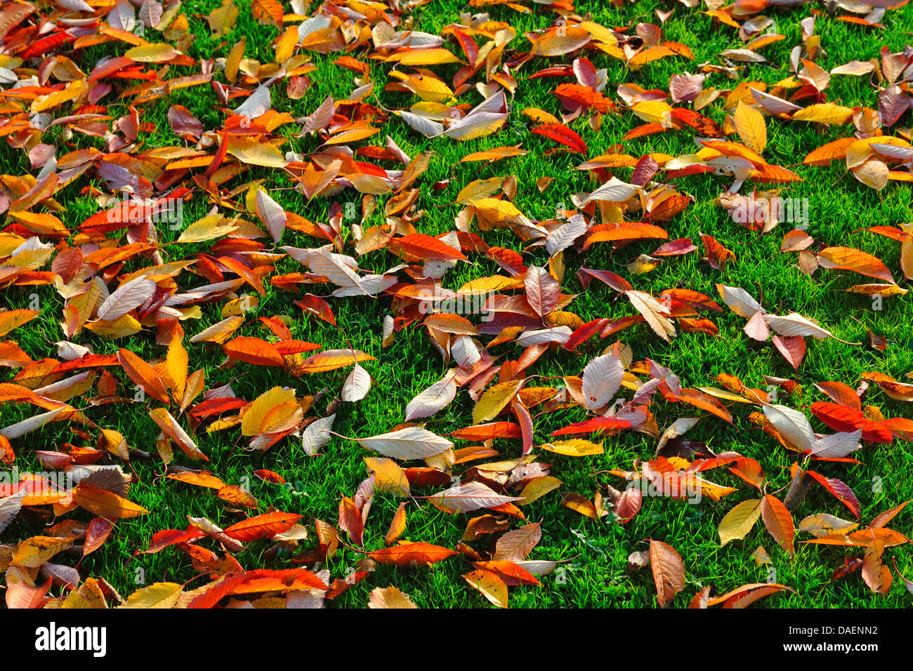 wild cherry, sweet cherry, gean, mazzard (Prunus avium), autumn leaves in a meadow, Germany Stock Photo