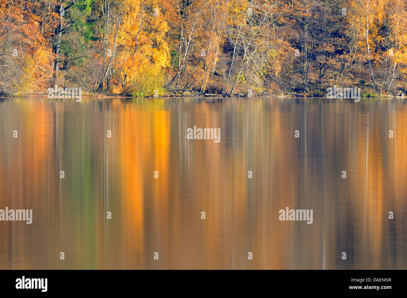 forest in autumn colours at a lake shore, Germany Stock Photo